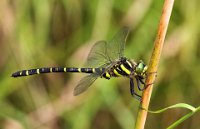 85 - CORDULAGASTER - DUPEUX ROSELINE - france